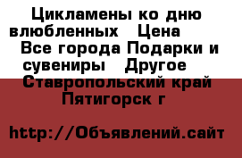 Цикламены ко дню влюбленных › Цена ­ 180 - Все города Подарки и сувениры » Другое   . Ставропольский край,Пятигорск г.